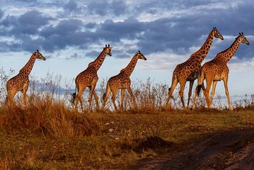 Kenya image: Maasai Mara 6
