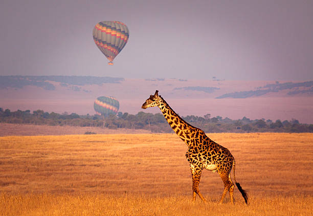Kenya image: Maasai Mara 7