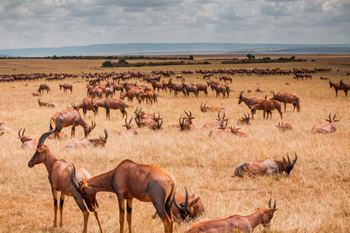 Kenya image: Maasai Mara Kenya